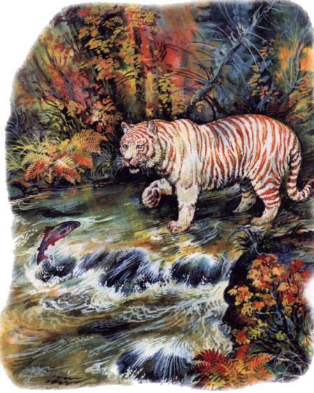 Тигрица Ригма ловит рыбу