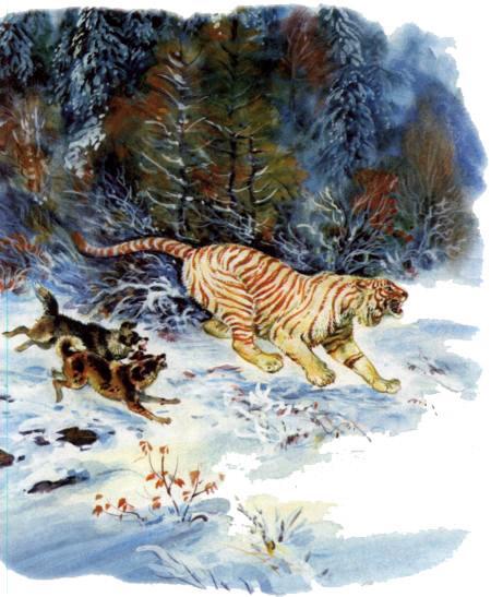 Тигрица Ригма убегает от собак